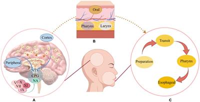 The impact of physical therapy on dysphagia in neurological diseases: a review